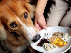 5 Benefits of Using Natural Supplements and Vitamins For Your Pet