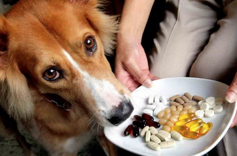 5 Benefits of Using Natural Supplements and Vitamins For Your Pet 