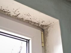 Understanding Different Types of Mold and Where They Hide
